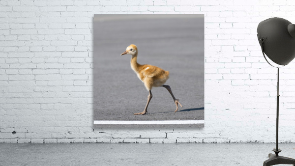 Baby Sandhill Crane Colts Wall Preview