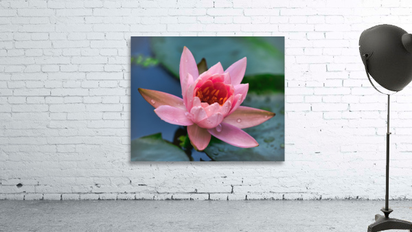   Water Lilies Wall Preview
