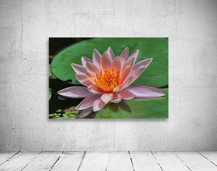   Water Lilies Wall Preview