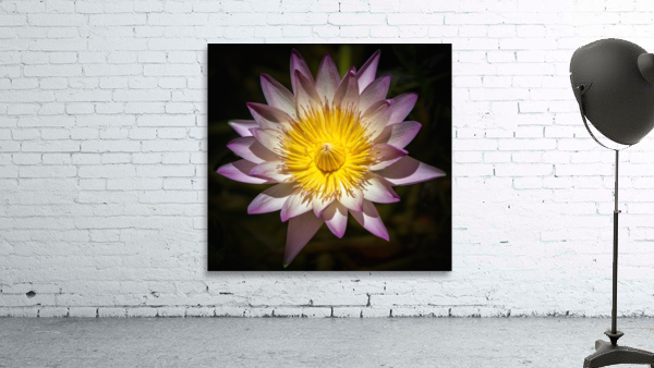    Water Lilies  Wall Preview
