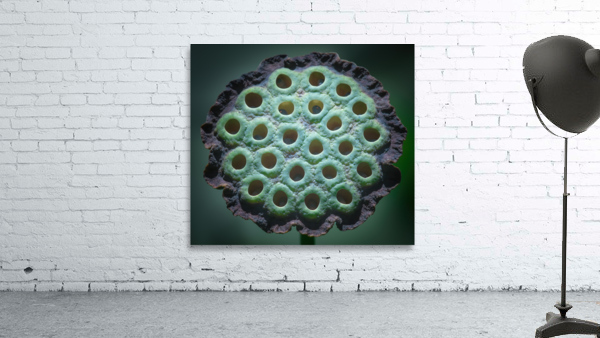 Fabulous Seed Pod of the Lotus Flower Wall Preview