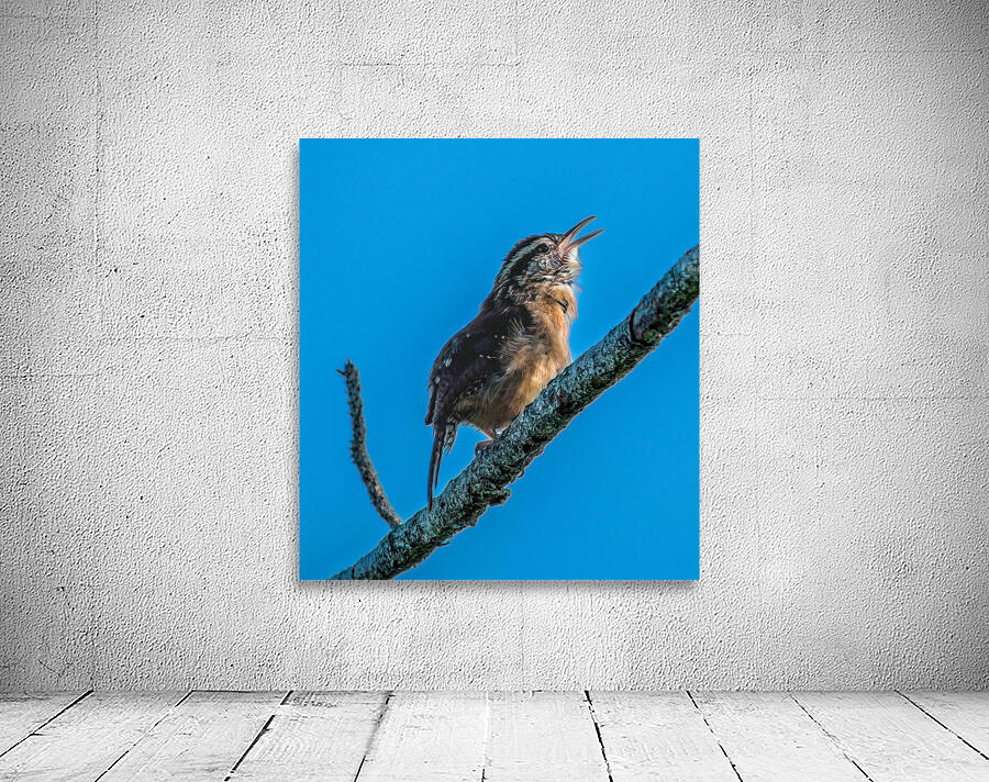  Caroline Wren Singing  Wall Preview