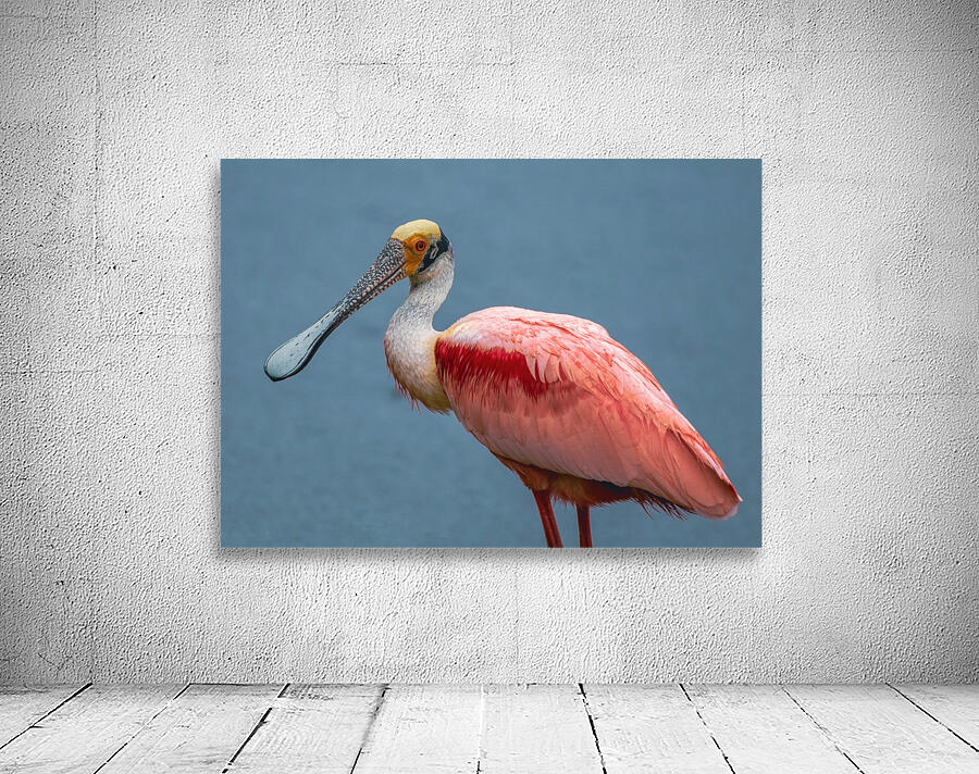 Roseate Spoonbill Wall Preview