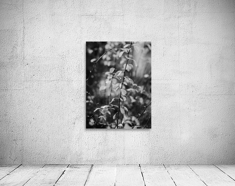 WINTER MORNING view 2