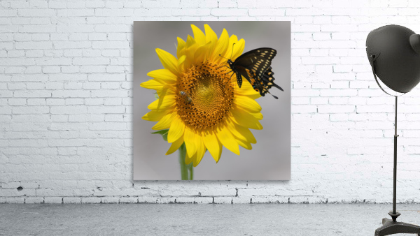 Sunflower & Butterfly Wall Preview