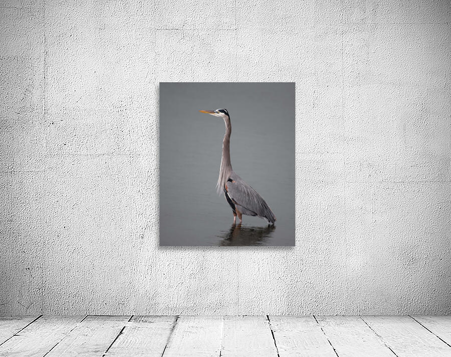 Great Blue Heron Wall Preview