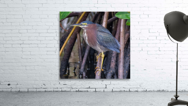 Green Heron  Wall Preview