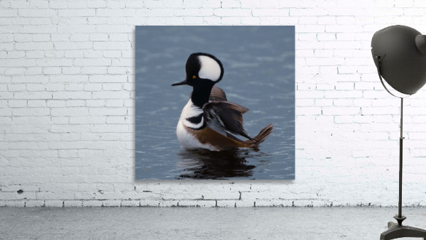 Hooded Merganser  Wall Preview