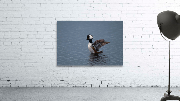 Hooded Merganser  Wall Preview