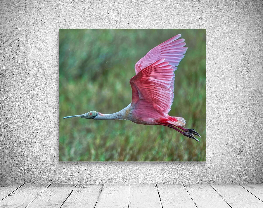 Roseate Spoonbill  Wall Preview
