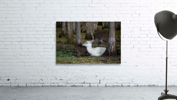 Cypress Forest Florida  Wall Preview