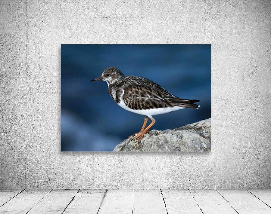 Sanderling Resting  Wall Preview