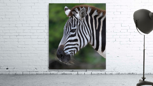 ZEBRA Wall Preview