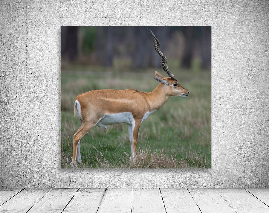  ANTILOPE Wall Preview