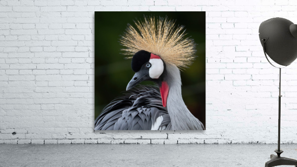  AFRICAN  CROWNED CRANE Wall Preview