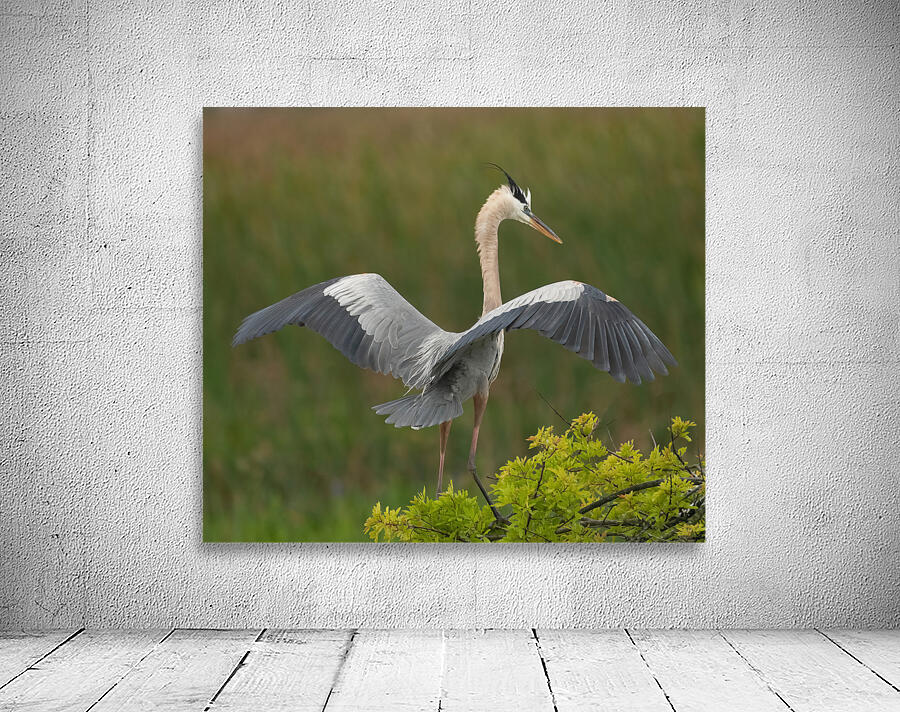 BLUE HERON VIERA  Wall Preview