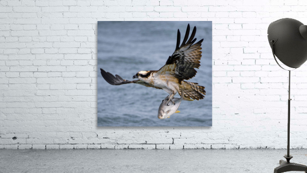 Osprey & Pompano Wall Preview