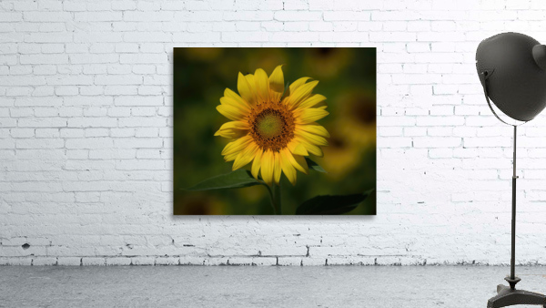  Sunflowers   MORNING SUNSHINE Wall Preview