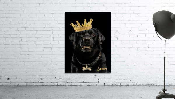 King of the Bark Wall Preview