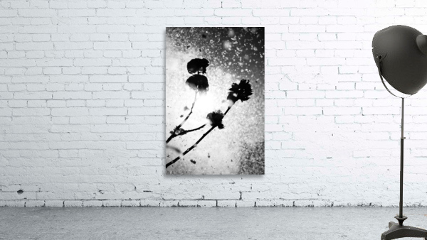 PLANTS WATER AND LIGHT view 2