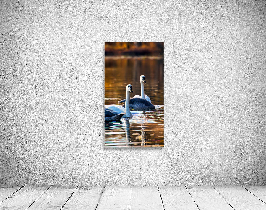 Swan Pair Wall Preview