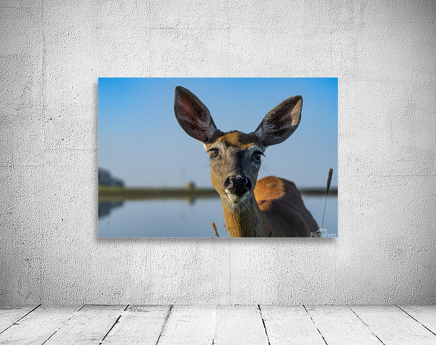 Doux yeux de biche by Sophie Thibault