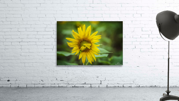 2022 July 15 Sunflower01 by Robert Decker