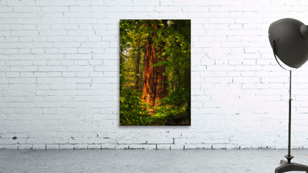 Towering Giant Sequoia Tree  Mariposa Groves Wall Preview