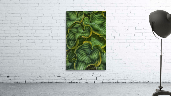large plant leaves Wall Preview