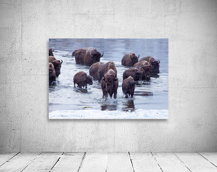 IMG 2895 Wall Preview