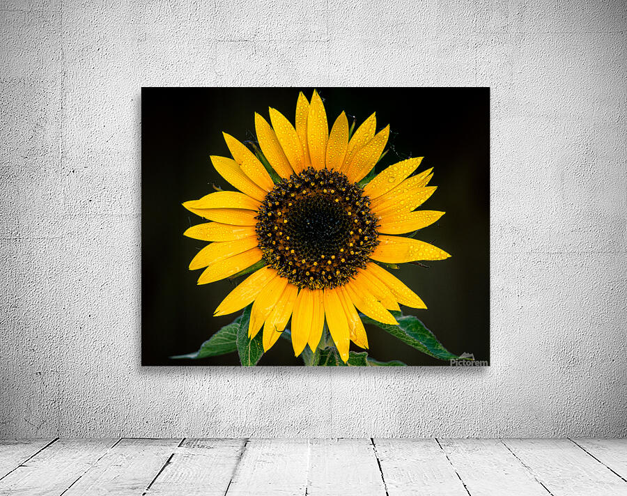 My First Sunflower Wall Preview