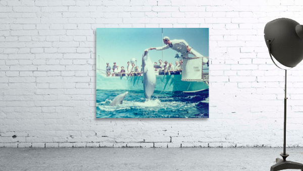 Found and Restored - Here Mammal Mammal  - Kodachrome Wall Preview