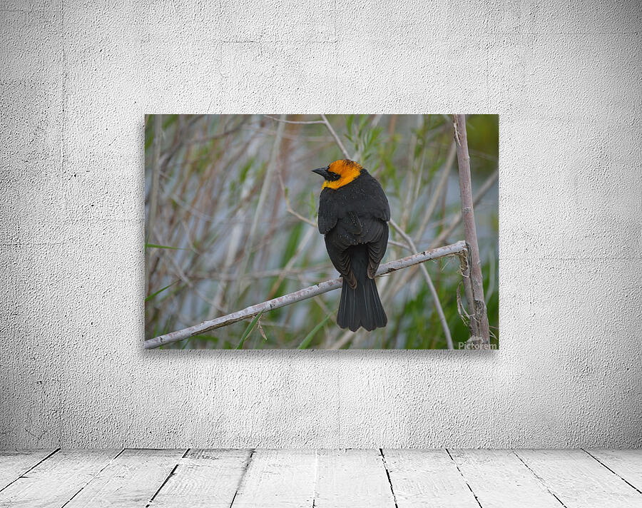 Yellow Headed Blackbird by Michelle K Wood