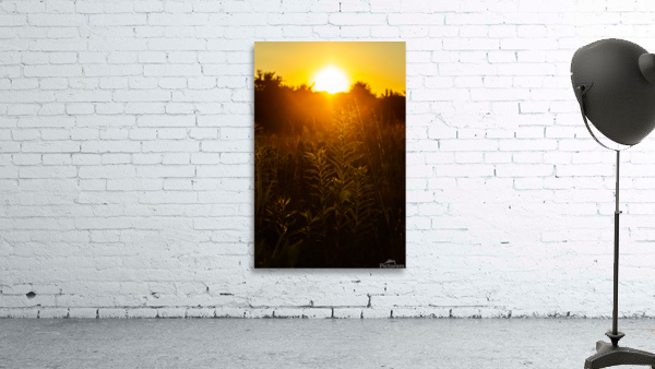 Nature Photography - A Crown - Indian Camp Creek Wentzville Wall Preview