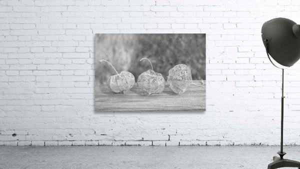 Ground Cherry Physalis Skeleton Triplets in Black and White by Iris H Richardson