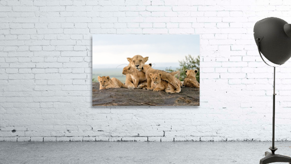 Lion Family on Rock Wall Preview