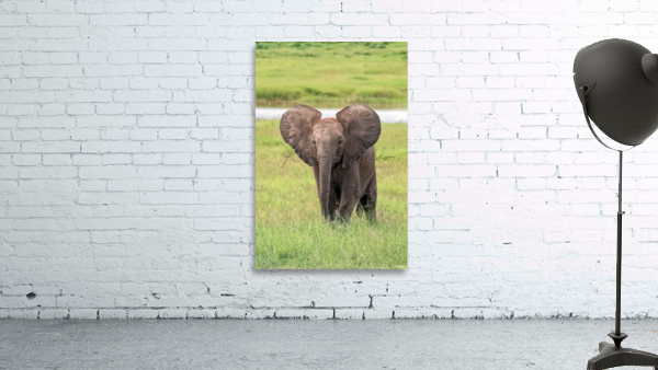 Baby Elephant Big Ears Wall Preview