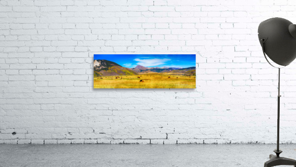 Cattle Grazing Autumn Panorama Wall Preview