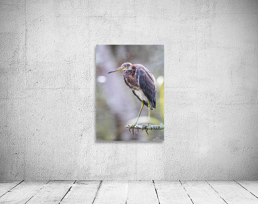 2022 Sept 27 TricoloredHeron03 by Robert Decker