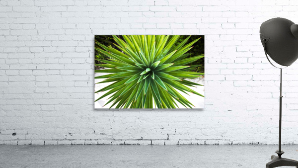 2022 Aug 30 Yucca01 by Robert Decker