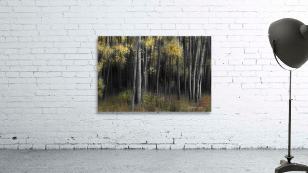 Aspen Tree Grove Into Darkness Wall Preview