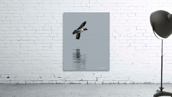 Bufflehead Flyby Wall Preview