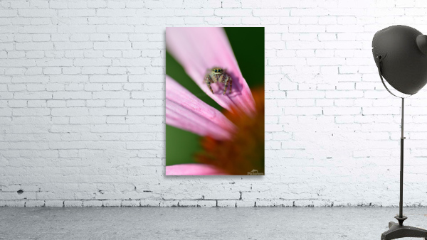 Gray spider on purple coneflower by Michelle K Wood
