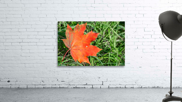 Red Maple Leaf Wall Preview
