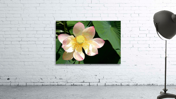 IMG 5539 A2 Wall Preview