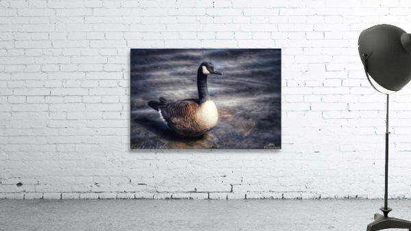 Canada Goose  Wall Preview