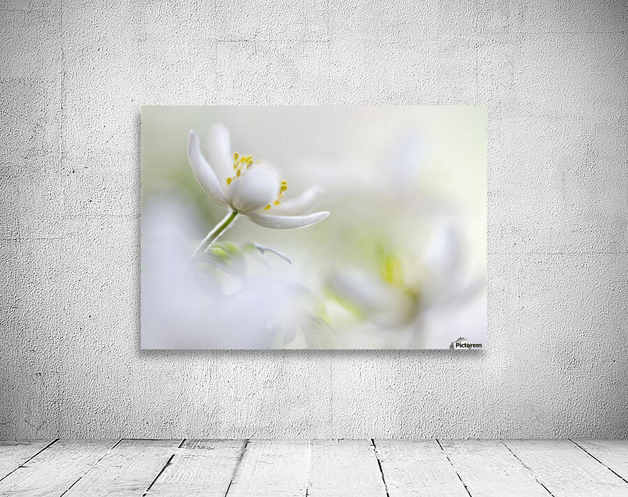 White Spring Wall Preview