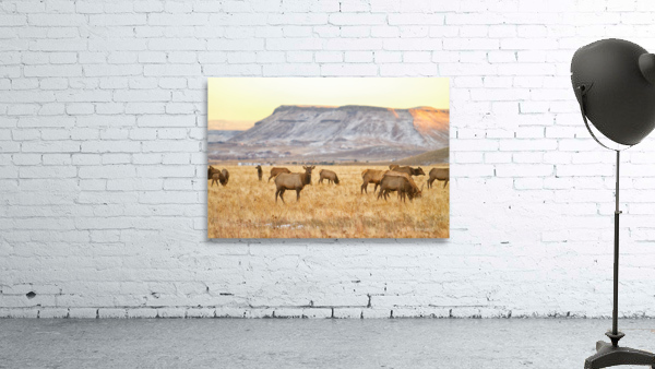 Elk Heard Grazing Rocky Mountain Foothills Wall Preview