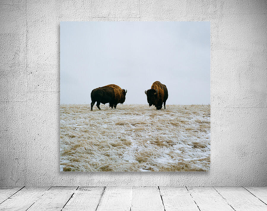 Buffalo By The Badlands Wall Preview