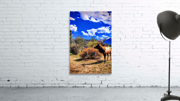 Drama King Elk Wall Preview